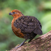 Chestnut Wood-Quail